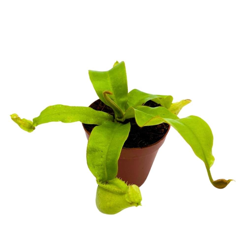 Nepenthes Ampullaria BAU Green, 2 inch, Winged Pitcher Rare Carnivorous Plant