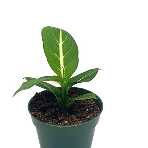 BubbleBlooms Dieffenbachia Green Magic in a 4 inch Pot