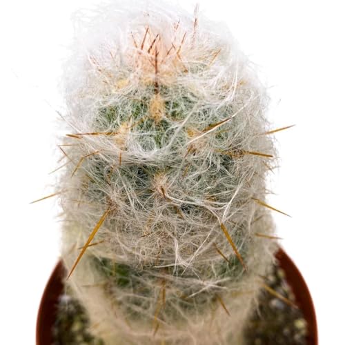 BubbleBlooms Silver Torch Cactus 6 inch