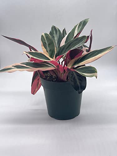 BubbleBlooms Triostar Stromanthe, 6 inch Sanguinea, Tricolor Variegated