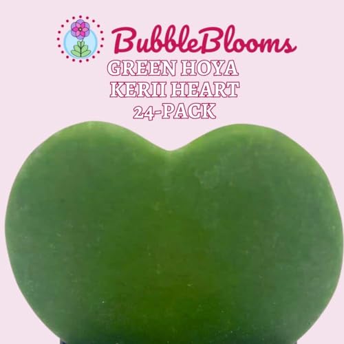 BubbleBlooms Hoya Kerrii Green Heart 24-Pack 2 inch Single Leaf No Node Sweetheart Mother's Day Valentine's Day Plant