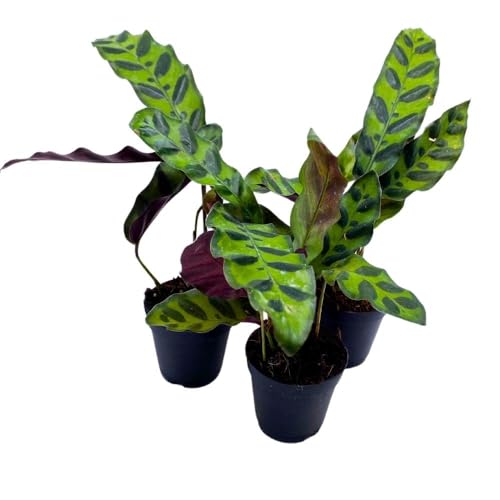 BubbleBlooms Calathea Rattlesnake 2 inch Set of 3 Lancifolia Prayer Plant Tiny Mini Pixie Plants