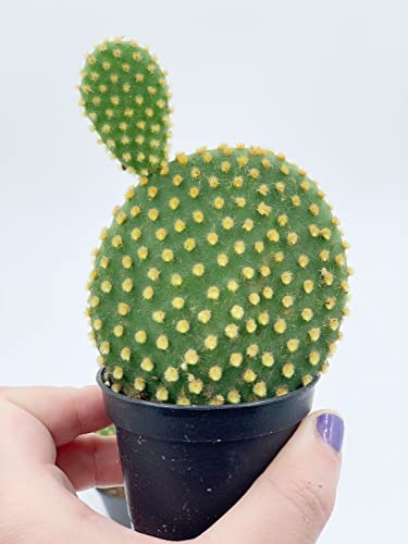 BubbleBlooms Bunny Ear Prickly Pear Cactus in a 4 inch Pot Yellow Opuntia Microsdasys