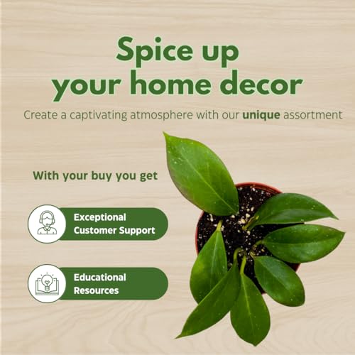 BubbleBlooms Hoya Cutis Porcelana 4 inch