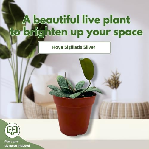 BubbleBlooms Hoya Sigilatis in a 4 inch Pot