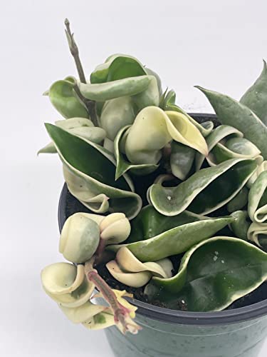 BubbleBlooms Variegated Hindu Rope, Hoya Compacta Carnosa, in a 4 inch Pot