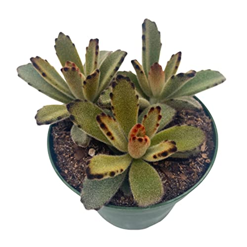 BubbleBlooms Chocolate Solider in a 4 inch Pot Kalanchoe Tomentosa Velvet Panda Plush Plant
