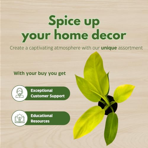 BubbleBlooms Philodendron Golden Imperial in a 2 inch Pot Tiny Minie Pixie Plant