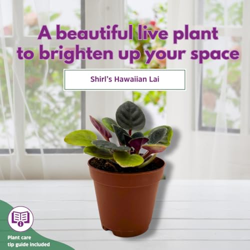 Harmony Foliage Mini African Violet Shirl's Hawaiian Lai, 2 inch Purple Flower