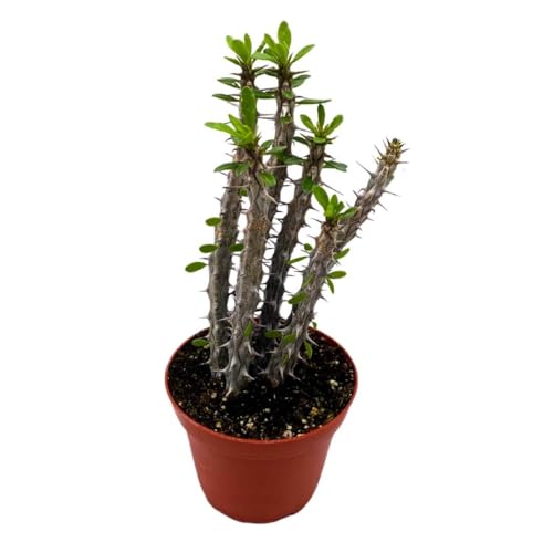 BubbleBlooms Madagascar Ocotillo (Madigascan) African Alluaudia procera, 4 inch White Cactus