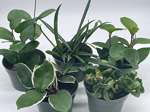 BubbleBlooms Hoya Assortment Set, 5 Different Hoyas in 4 inch pots Grower's Choice
