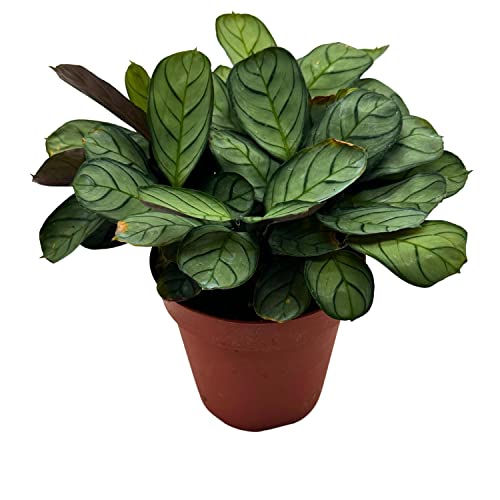 BubbleBlooms Calathea Burle Marxii in a 4 inch Pot Fishbone Prayer Plant