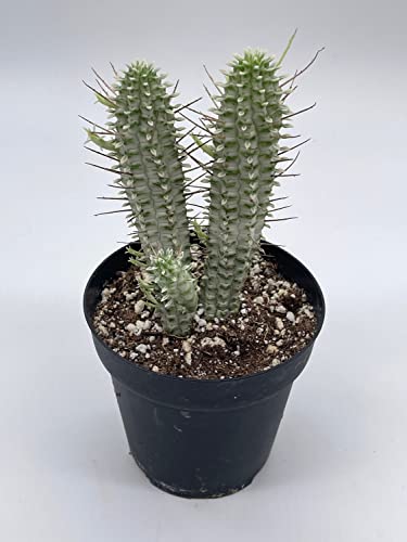 BubbleBlooms White Euphorbia Mammillaris in a 4 inch Pot Corncob Corkscrew Euphorbia