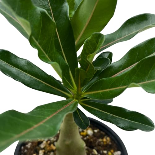 BubbleBlooms Desert Rose Famille Rose in a 4 inch Pot Extremely Rare Flower