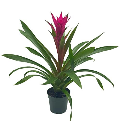 BubbleBlooms Purple Bromeliad in a 4 inch Pot Guzmania monostachia West Indian Tufted Airplant