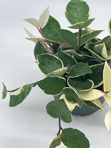 BubbleBlooms Hoya Carnosa Krimson Queen, Variegated Tricolor in a 6 inch Pot