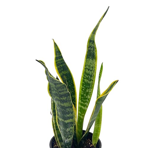 BubbleBlooms Variegated Snake Plant in a 4 inch Pot Classic Dracaena trifasciata Cow's Tongue, Lengua de Vaca