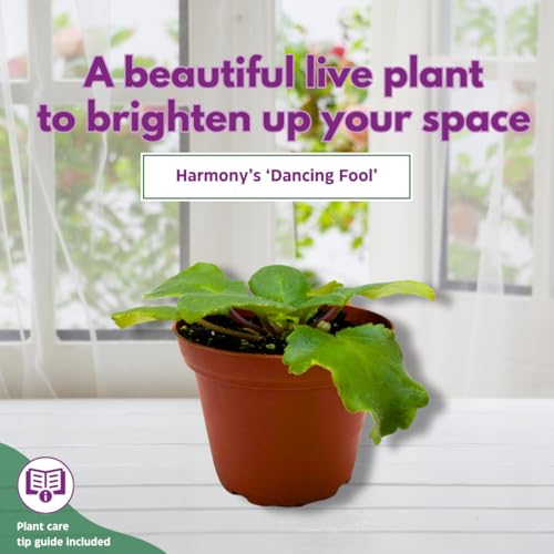 Harmony Foliage African Violet Harmony's Dancing Fool 4 inch White Flower