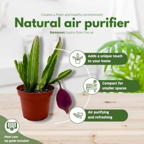 BubbleBlooms Stapelia leendertziae Black Bell Huernia in a 4 inch Pot Carrion Flower Maroon Cup Starfish