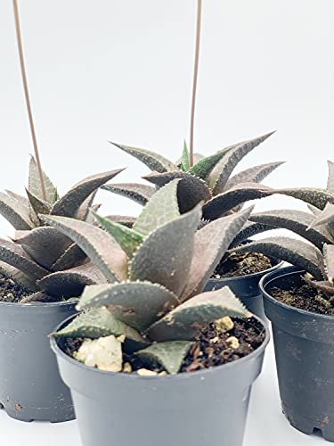BubbleBlooms Haworthia venosa/Haworthiopsis Tessellata/Venstertjie/Haworthiopsis venosa