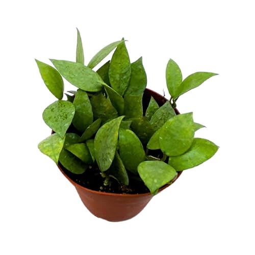 BubbleBlooms Hoya Krohniana Eskimo Super Silver, 4 inch Rare Exotic Indoor House Wax Plant