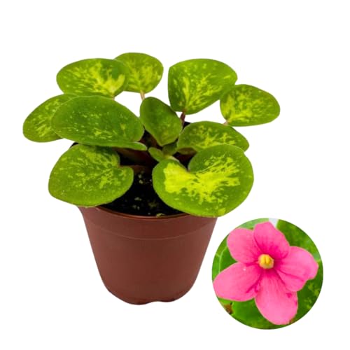 Harmony Foliage Mini African Violet Mac's Coral Carillon Variegated, 2 inch Pink Flower