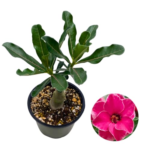 BubbleBlooms Desert Rose Famille Rose in a 4 inch Pot Extremely Rare Flower