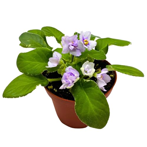 Harmony Foliage Senk's Snowy Egred Variegated African Violet Saintpaulia 4 inch