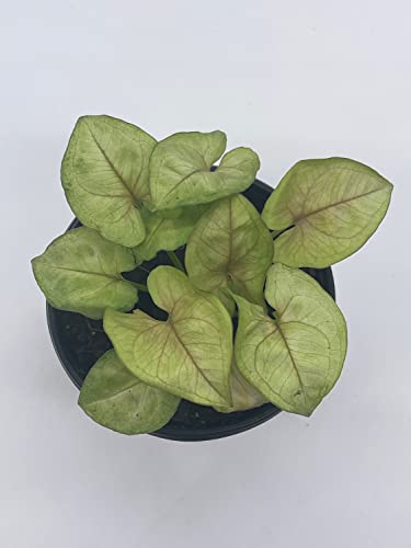 BubbleBlooms Syngonium Cream Podophyllum in a 4 inch Pot