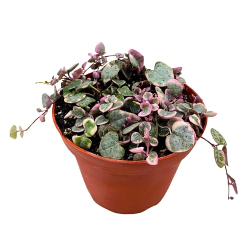 BubbleBlooms Variegated String of Heart Succulent 4 inch