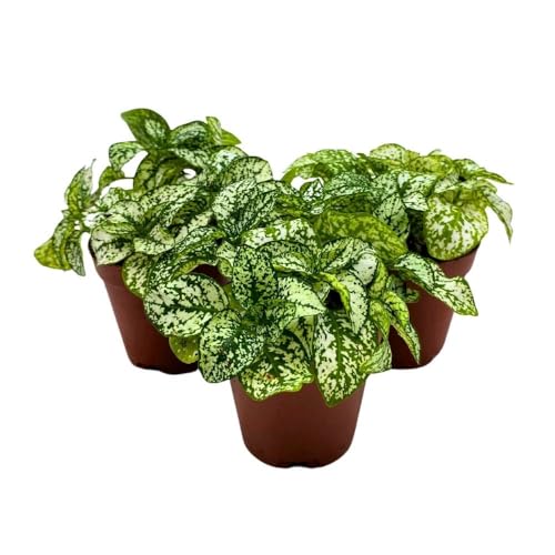 BubbleBlooms White Hypoestes phyllostachya 2 inch Set of 3 Flamingo Polka Dot Plant Tiny Mini Pixie Plants