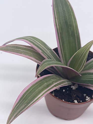 BubbleBlooms Moses in The Cradle, 2 inch Tradescantia spathacea, Rhoeo discolor, Spiderwort spiderplant, Pink Spider Oyster Plant, boatlily