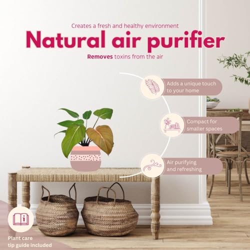 BubbleBlooms Philodendron Summer Glory 6 inch McColley's Finale X Gloriosum Hybrid, Rare Philo