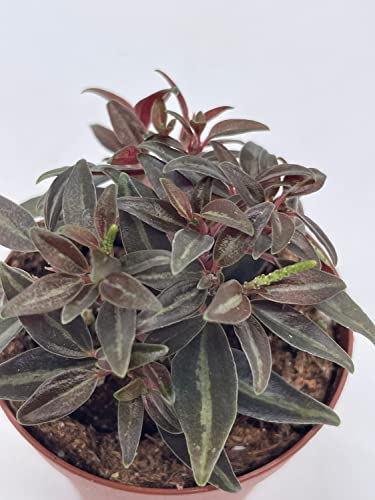 BubbleBlooms Peperomia Metallica in a 2 inch Pot Rare Pep