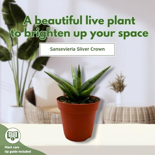 BubbleBlooms Sansevieria Silver Crown 4 inch Rare Snake Plant