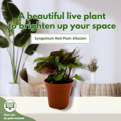 BubbleBlooms Syngonium Red Allusion in a 2 inch Pot Tiny Mini Pixie Plant