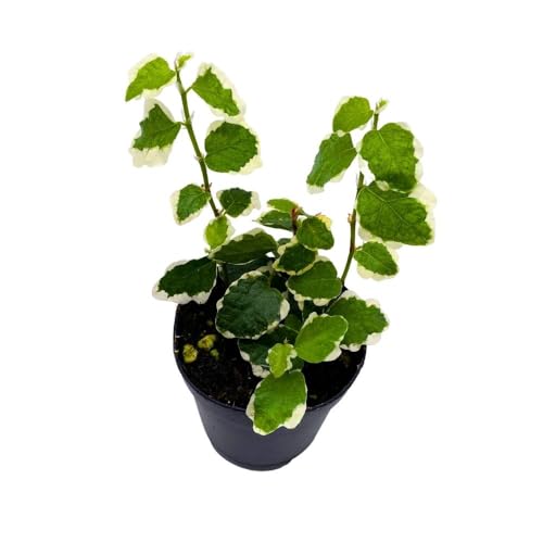 BubbleBlooms Ficus Pumila Variegata 2 inch Variegated Creeping Climbing Fig Tiny Mini Pixie Plants
