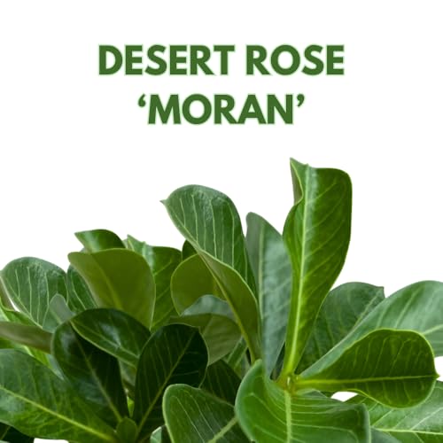 BubbleBlooms Desert Rose Moran in a 4 inch Pot Extremely Rare Flower