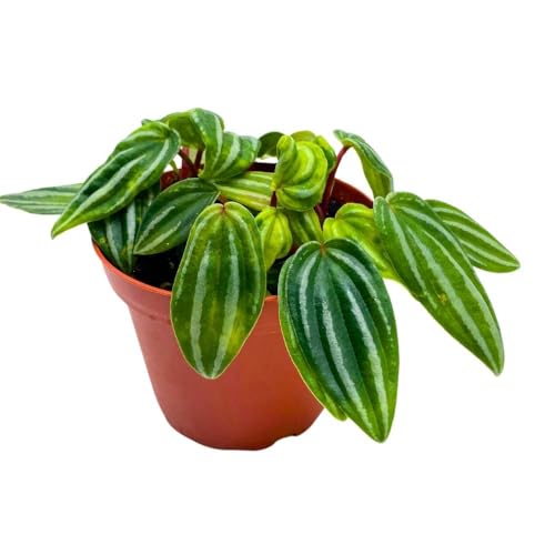 Harmony Foliage Peperomia Mini Watermelon in a 4 inch Pot verschaffeltii Unique Rare Pep