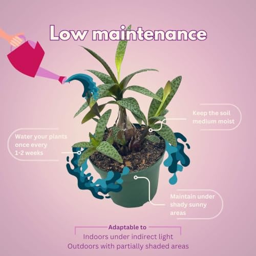 BubbleBlooms Silver Squill Leopard Plant, Ledebouria socialis, 4 inch