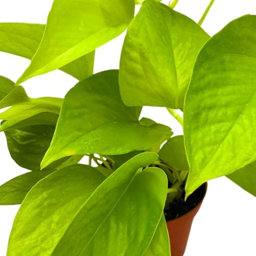 BubbleBlooms Neon Pothos 4 inch Epipremnum aureum