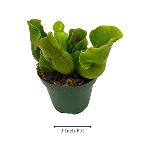 BubbleBlooms Jumbo Sweet Pitcher Plant, in a 3 Inch Pot, Carnivorous Plant, Sarracenia pitcherplant