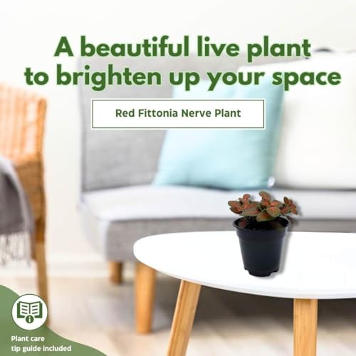 BubbleBlooms Red Fittonia Albivenis Nerve Plant in a 4 inch Pot Silver Net Leaf, Mosaic Jewel Creeping Indoor Plant verschaffeltii