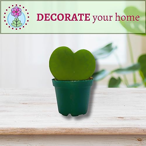 BubbleBlooms Green Hoya Kerrii Heart in a 2 inch Pot Sweetheart Mother's Day Plant