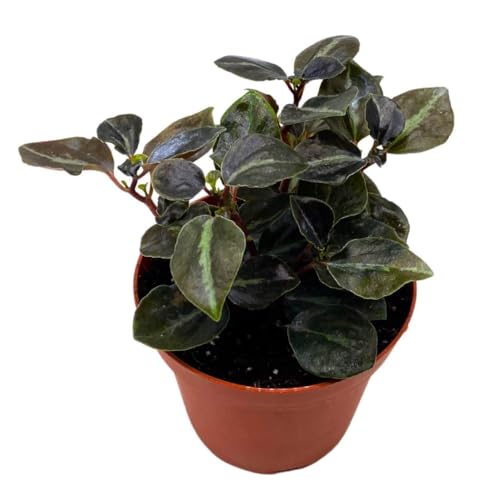 Harmony Foliage Peperomia Metallica Colombiana 4 inch