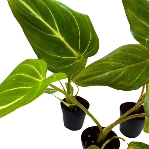 BubbleBlooms Philodendron Gloriosum, 2 inch Set of 3, Rare Philo Tiny Mini Pixie Plants