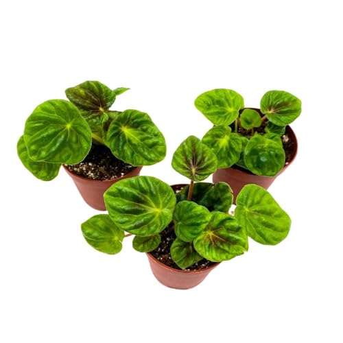 BubbleBlooms Peperomia Green Emerald Ripple, 2 inch Set of 3, Caperata Tiny Mini Pixie Plants