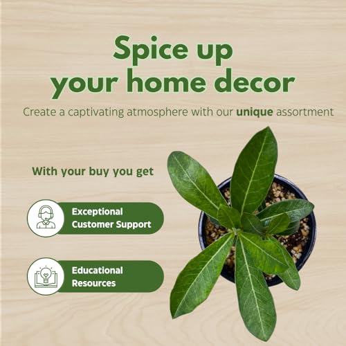 BubbleBlooms Desert Rose Genoa in a 4 inch Pot Extremely Rare Flower