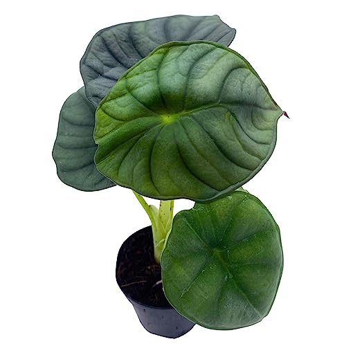 BubbleBlooms Alocasia Nebula, Nebula Imperialis, Black Diamond, Silver Plant, Alocasia Silver Nebula, Elephant Ear Plant in 2 inch Pot