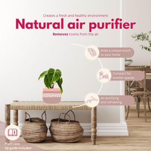 BubbleBlooms Philodendron Gloriosum in a 4 inch Pot, Velvet Philodendron, Creeper Plant